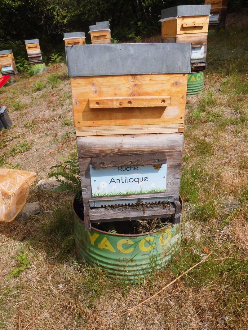 La ruche Antiloque