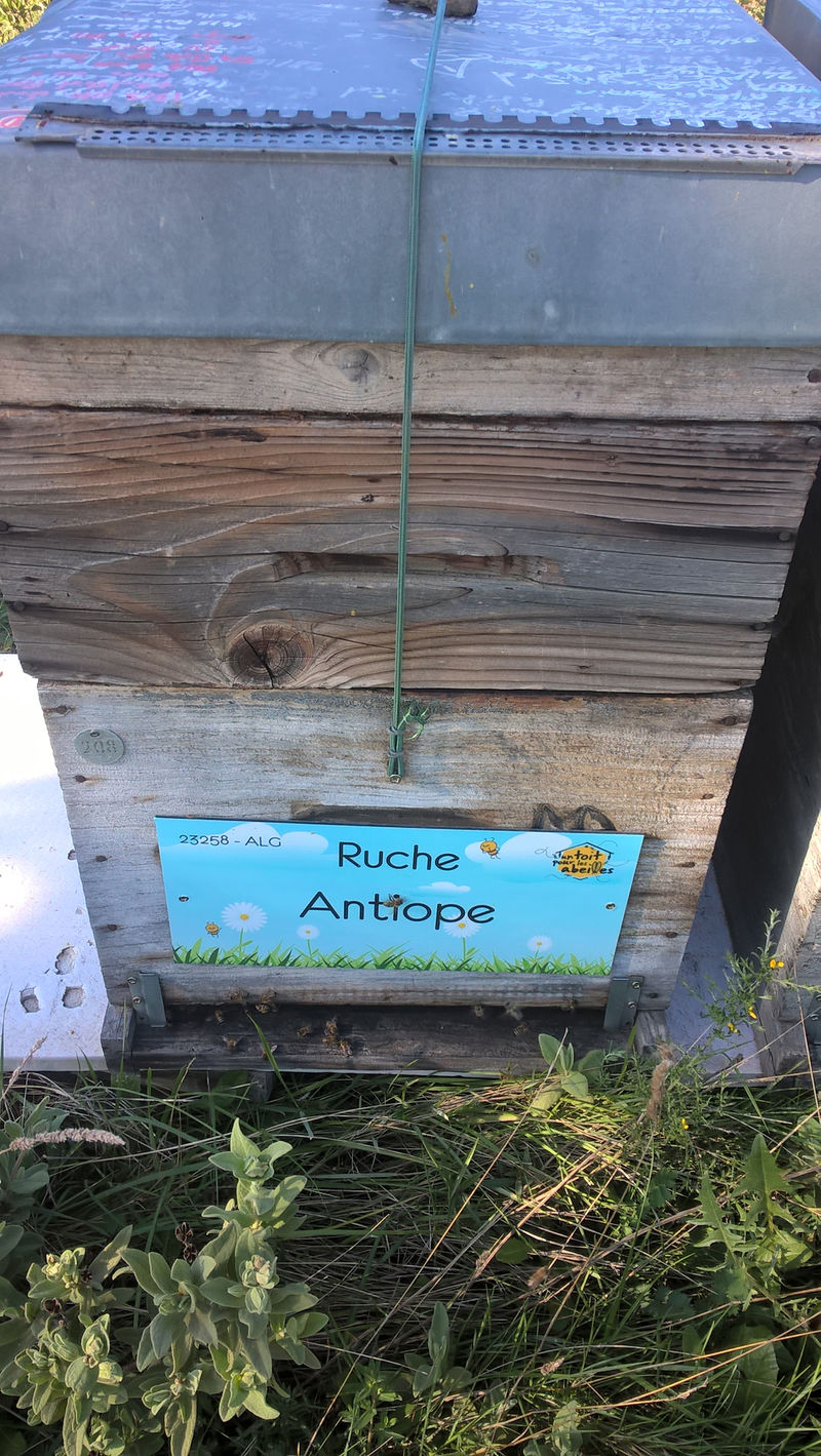 La ruche Antiope