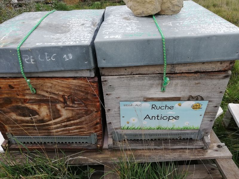 La ruche Antiope