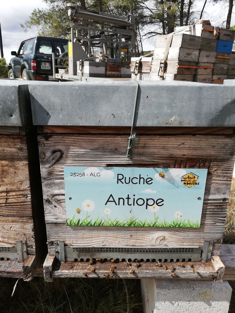 La ruche Antiope