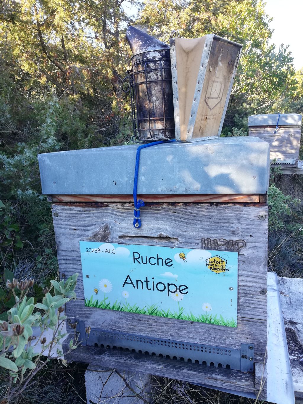 La ruche Antiope