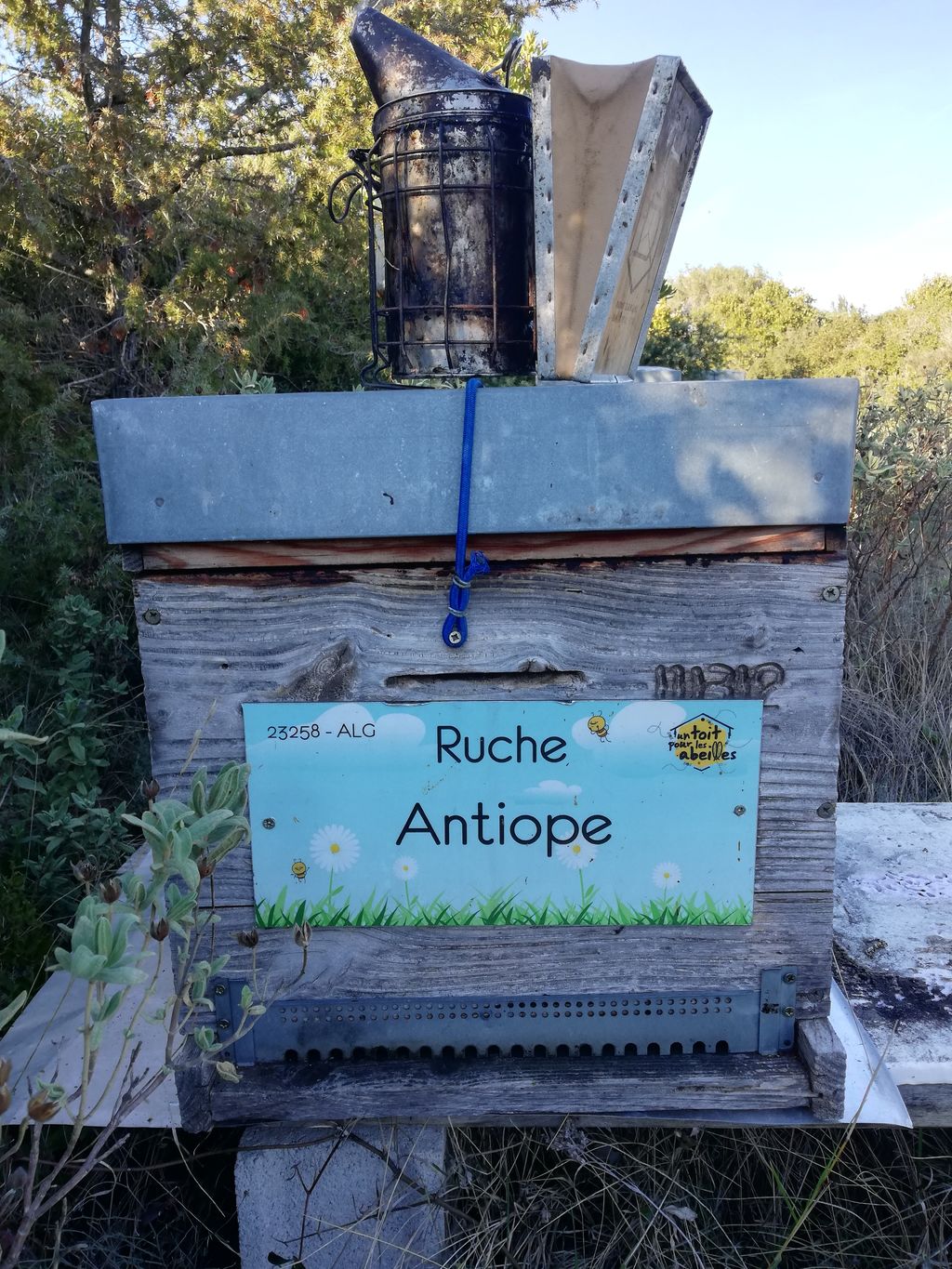 La ruche Antiope
