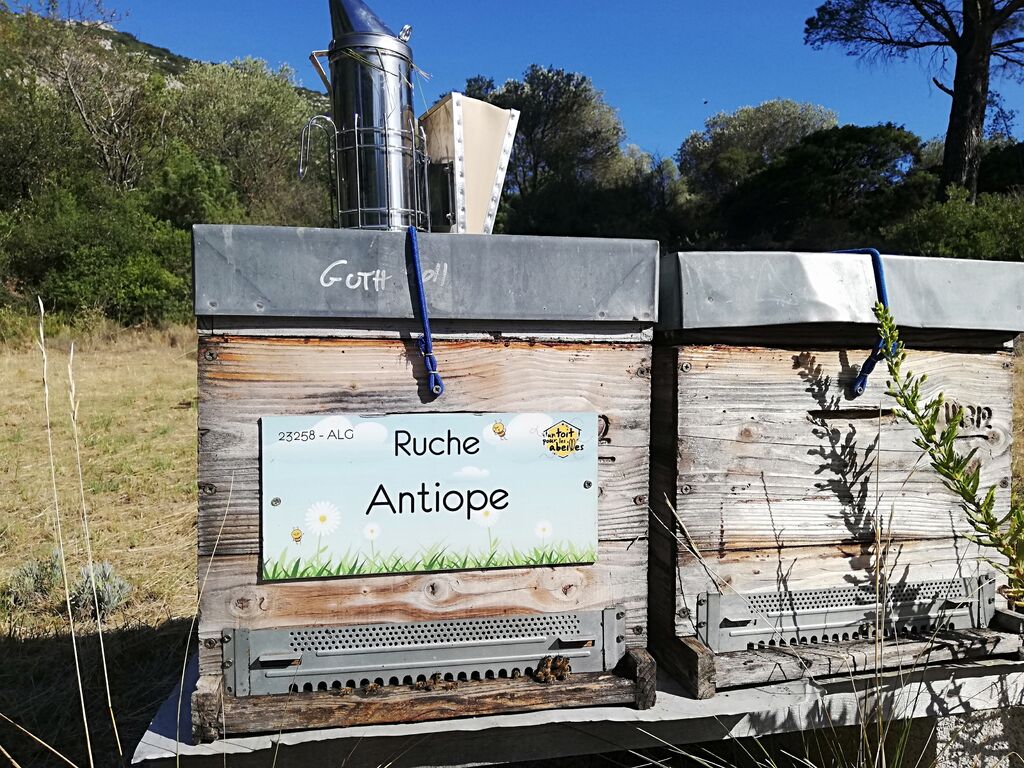 La ruche Antiope