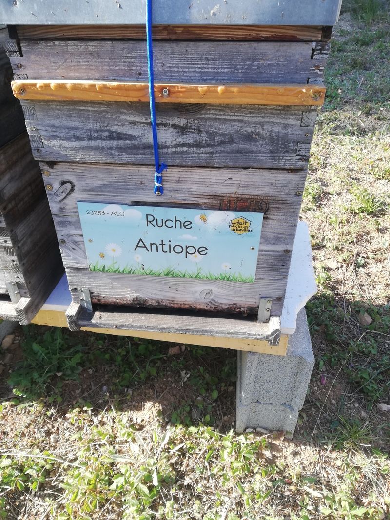 La ruche Antiope