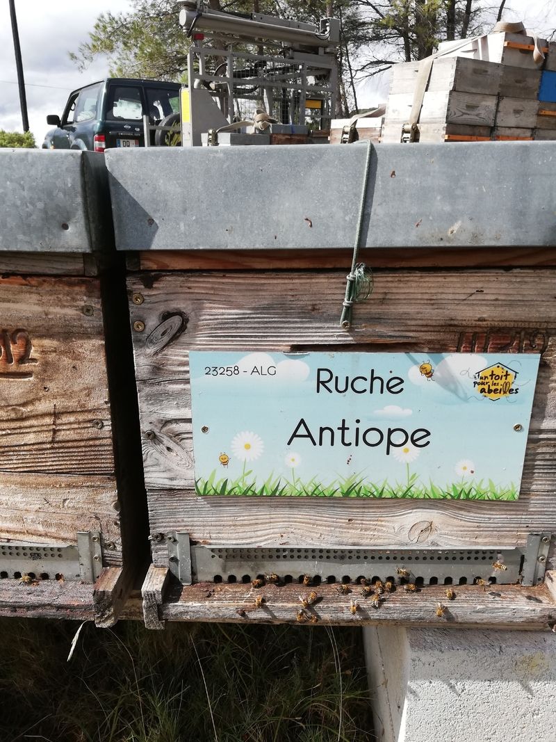 La ruche Antiope