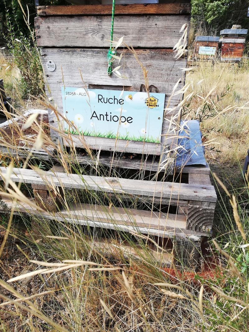 La ruche Antiope