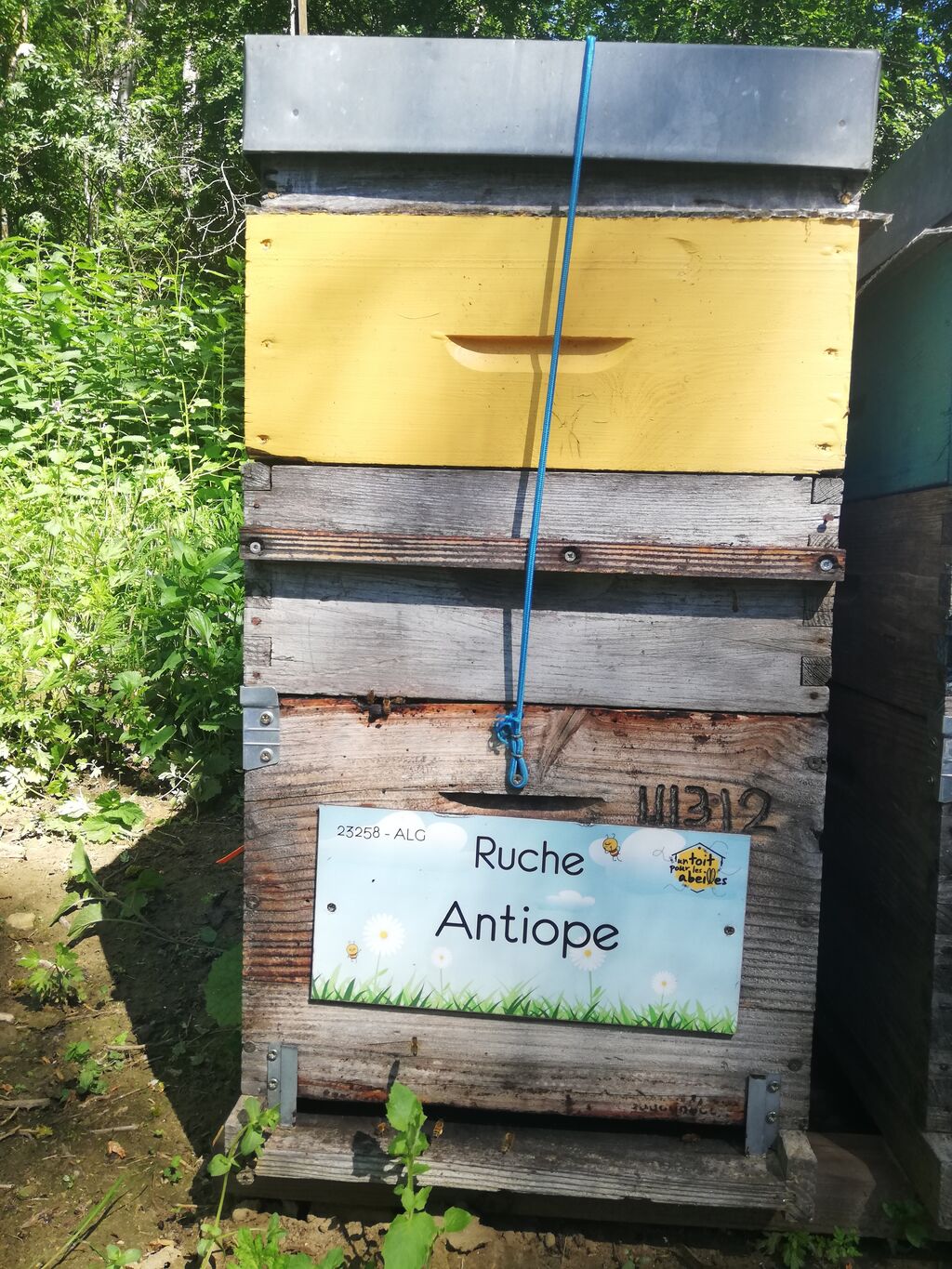 La ruche Antiope