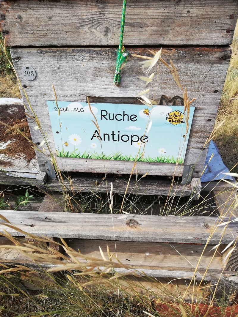 La ruche Antiope