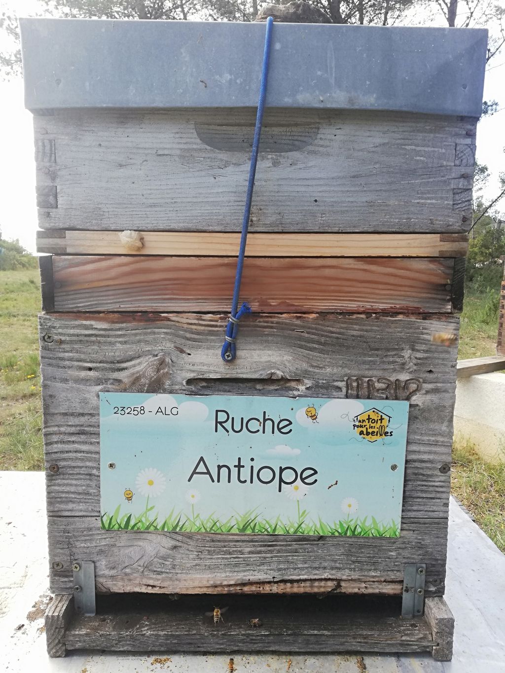 La ruche Antiope