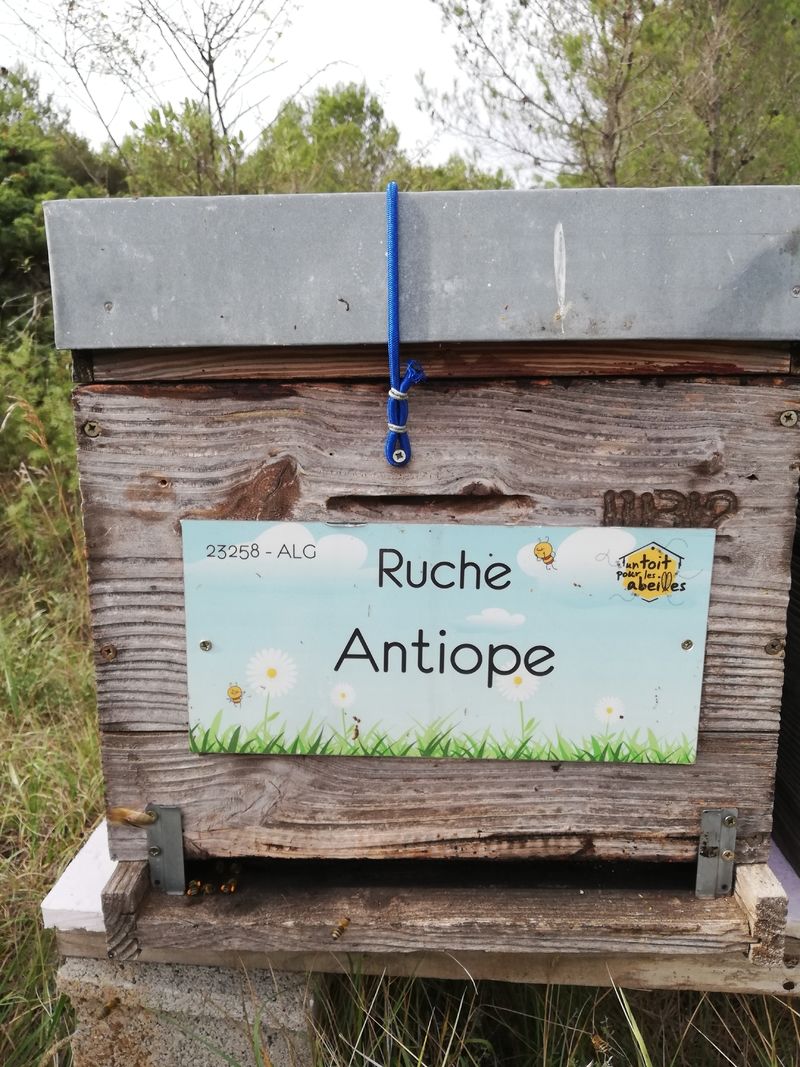 La ruche Antiope
