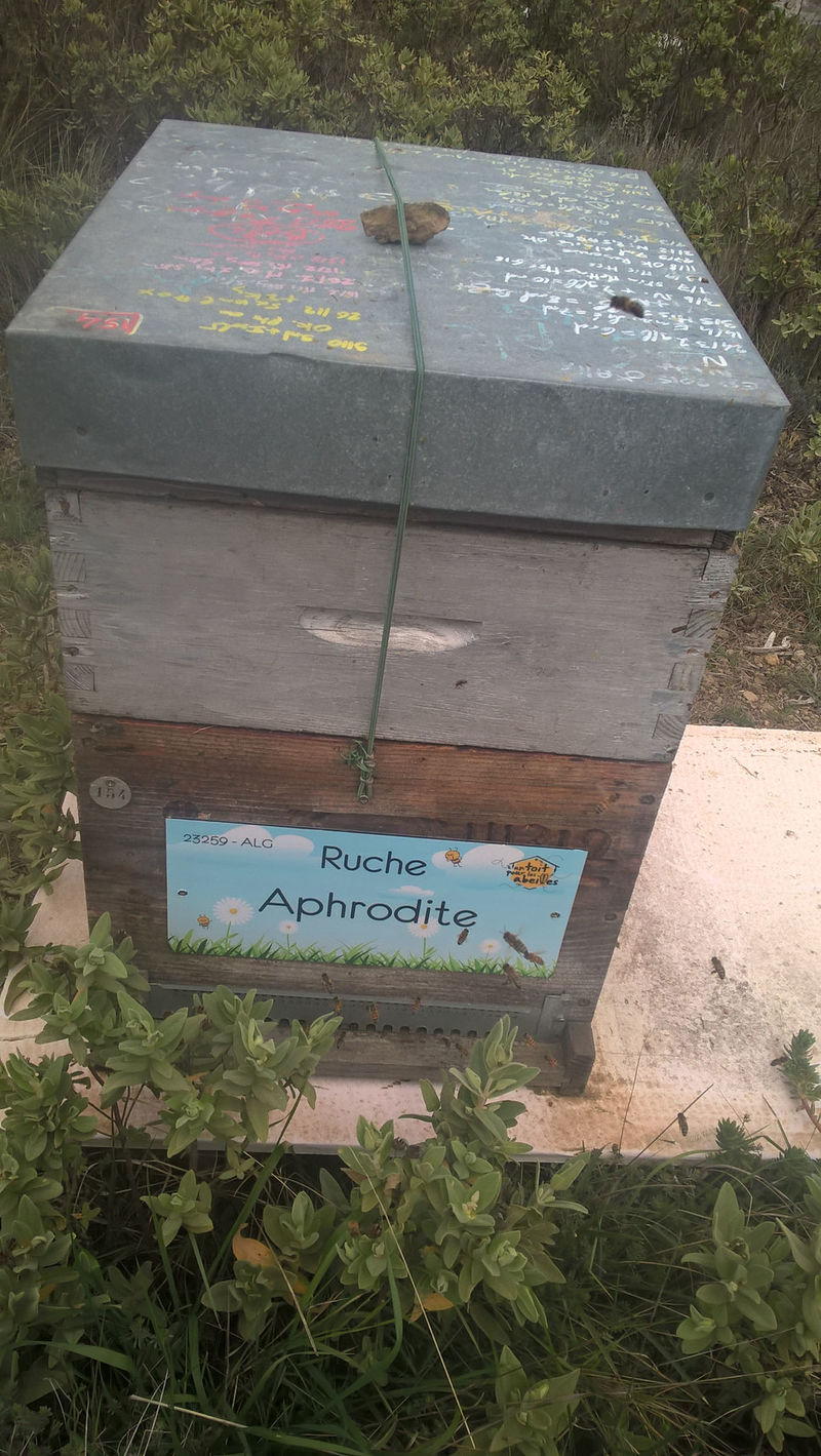 La ruche Aphrodite