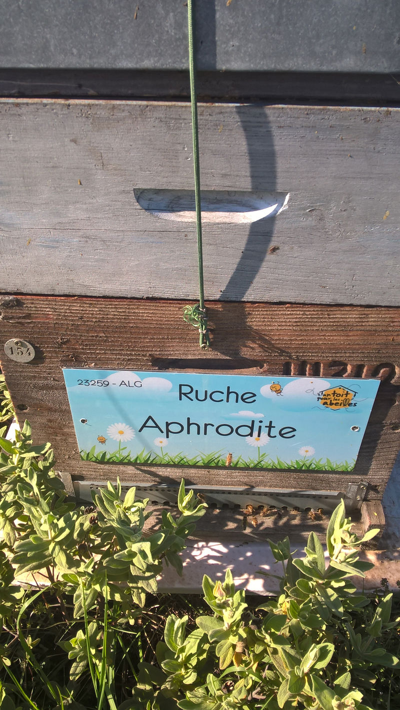 La ruche Aphrodite