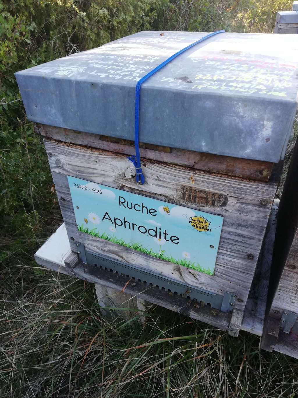La ruche Aphrodite