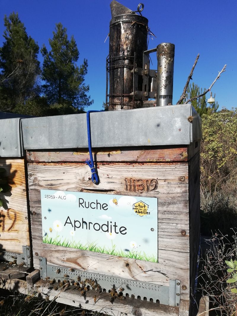 La ruche Aphrodite