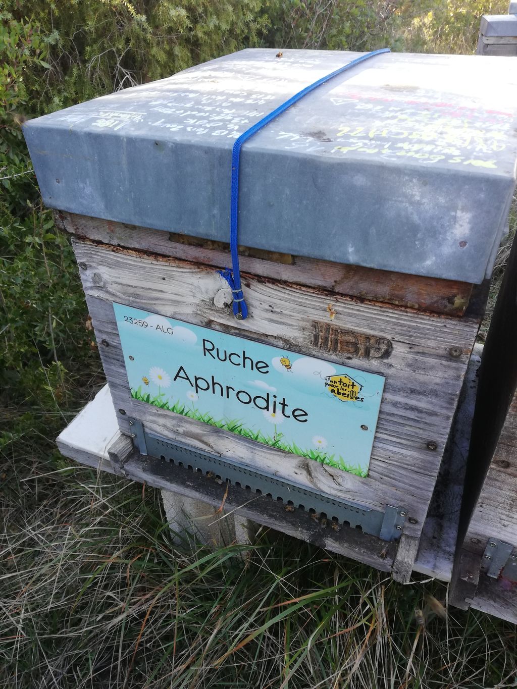 La ruche Aphrodite