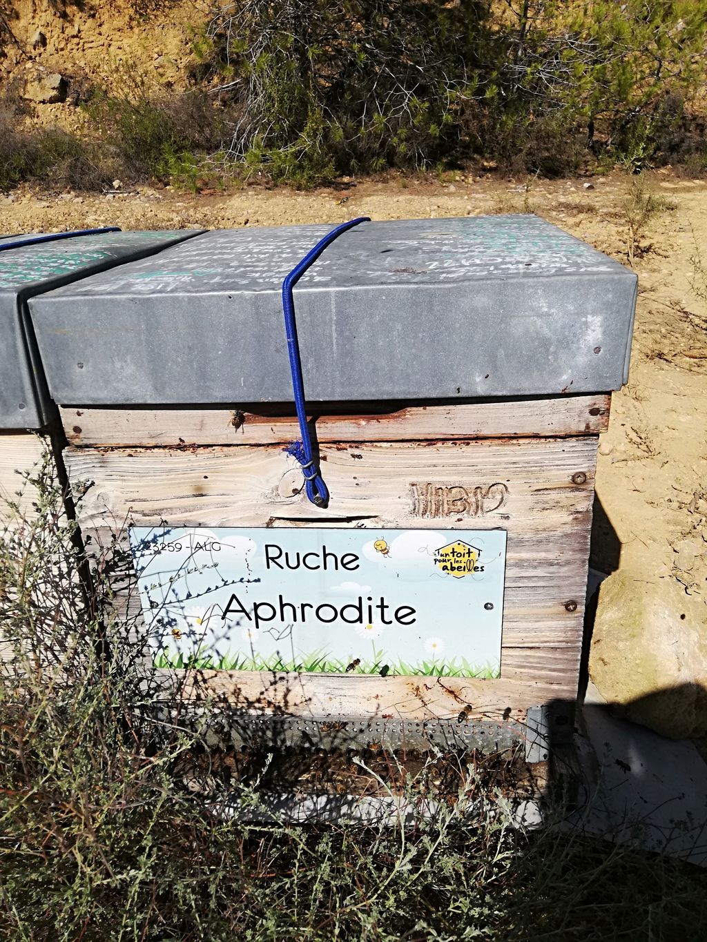 La ruche Aphrodite