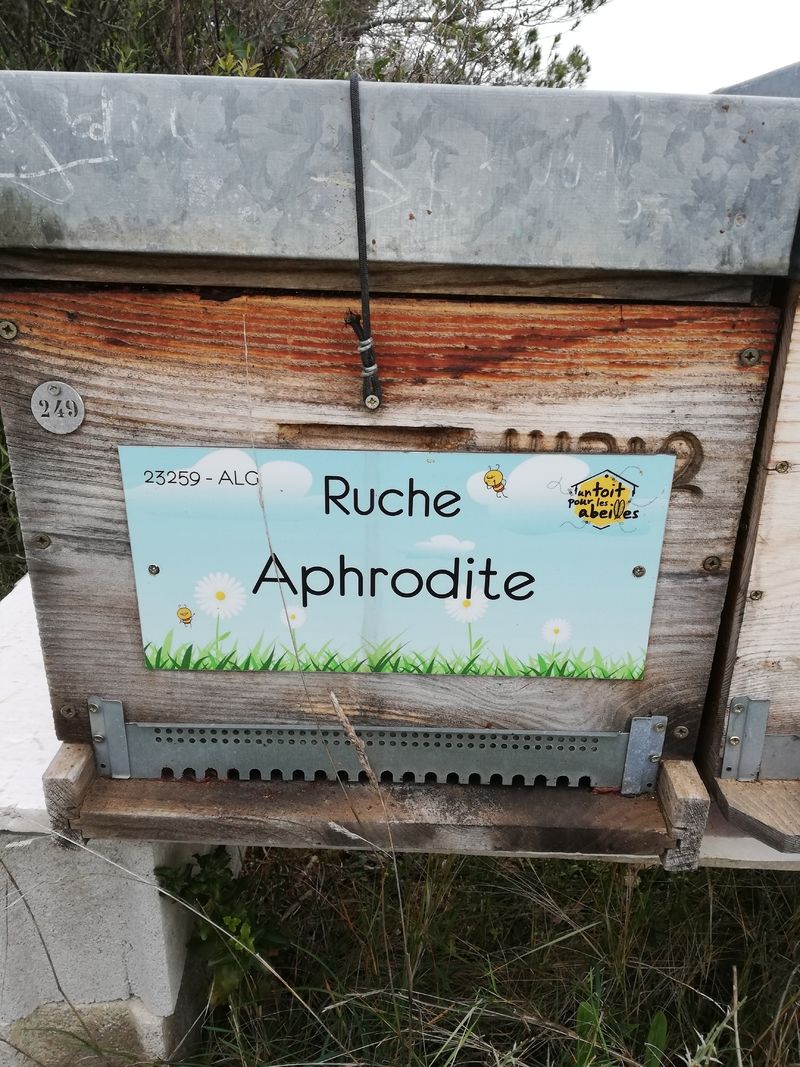 La ruche Aphrodite
