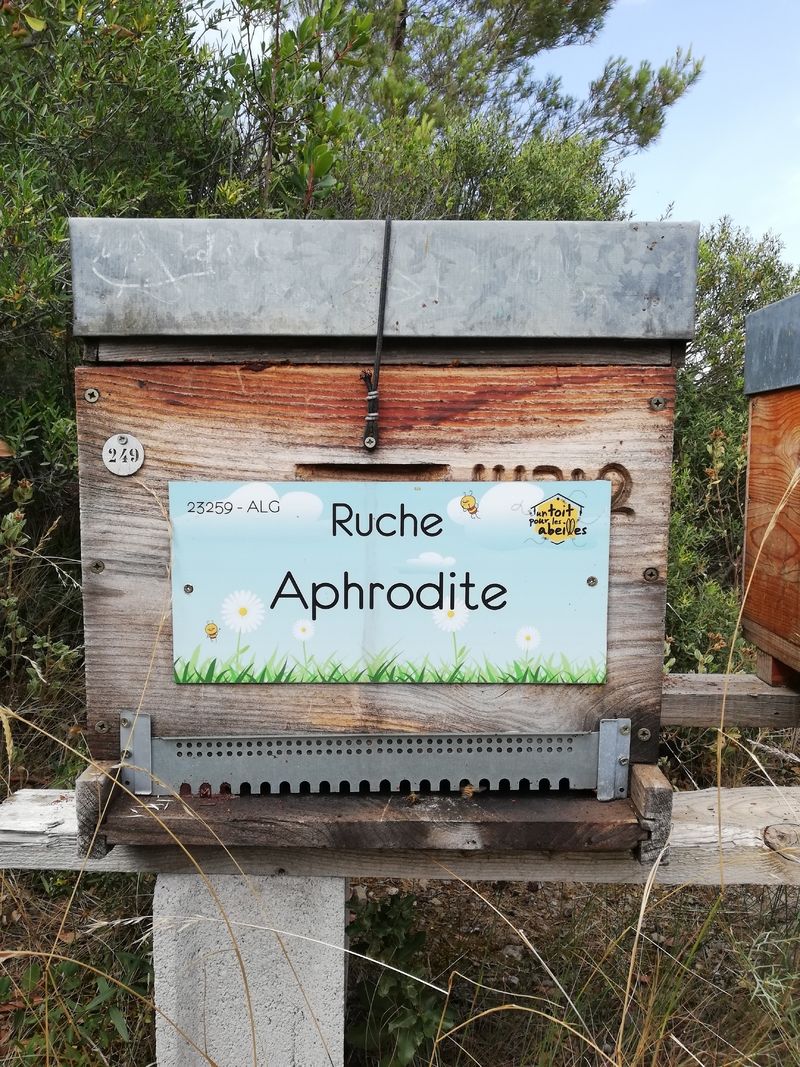 La ruche Aphrodite