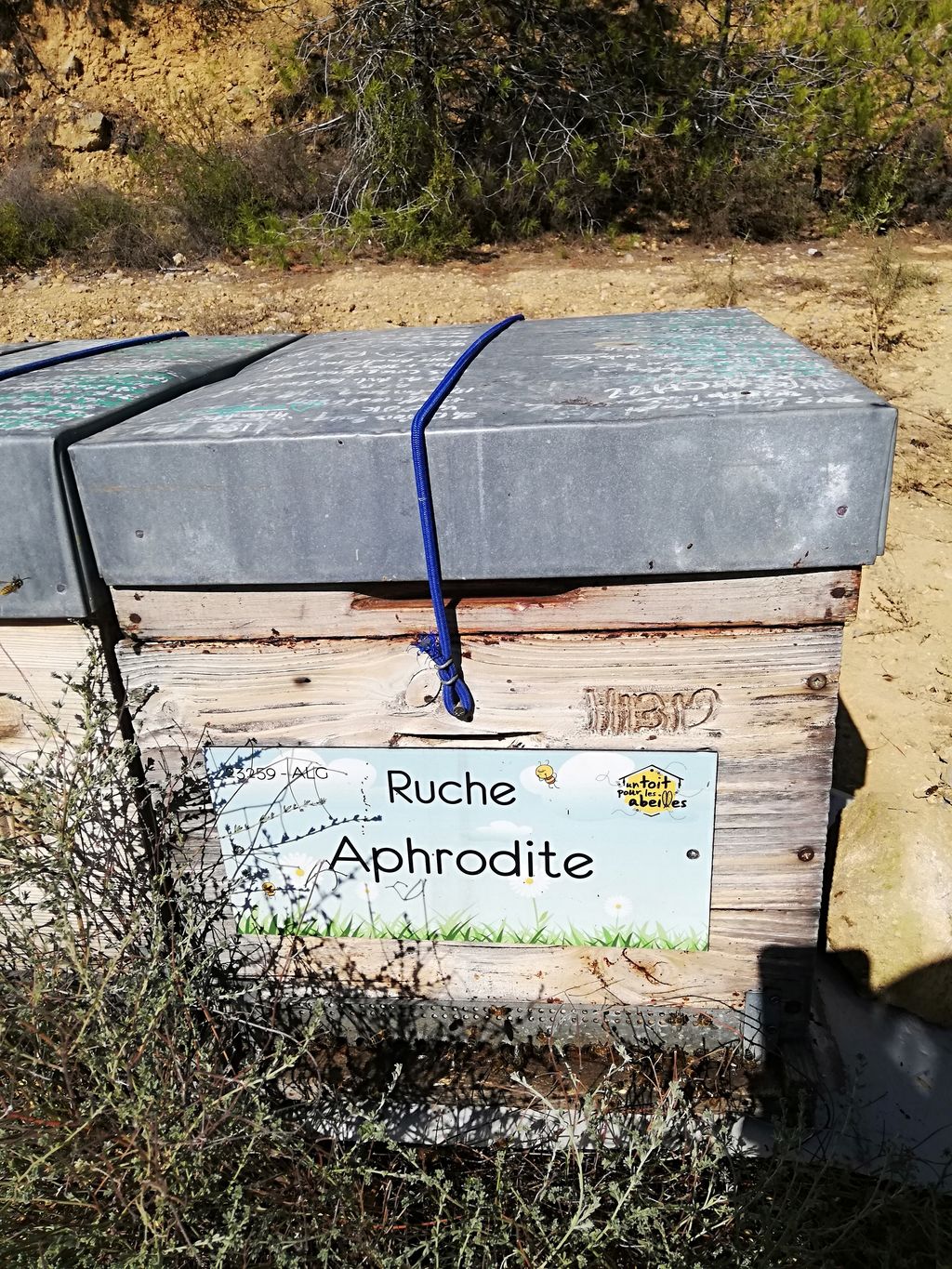 La ruche Aphrodite