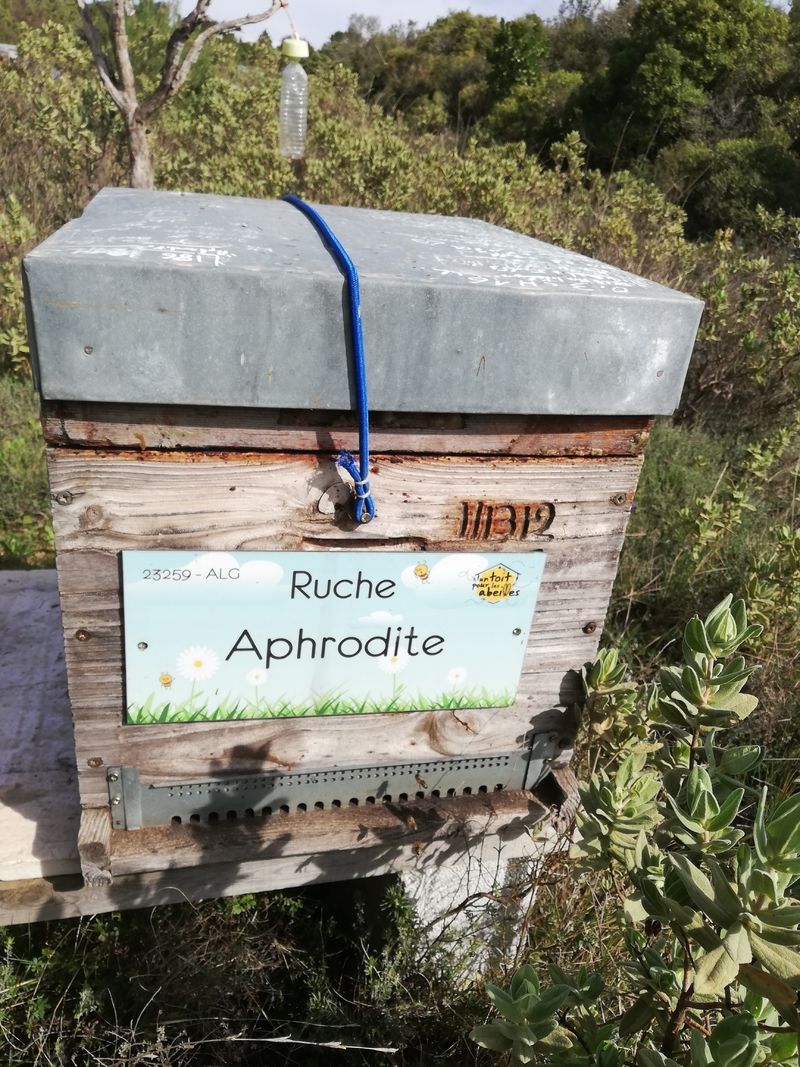 La ruche Aphrodite