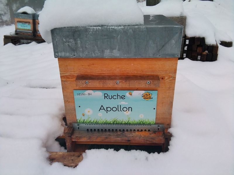 La ruche Apollon