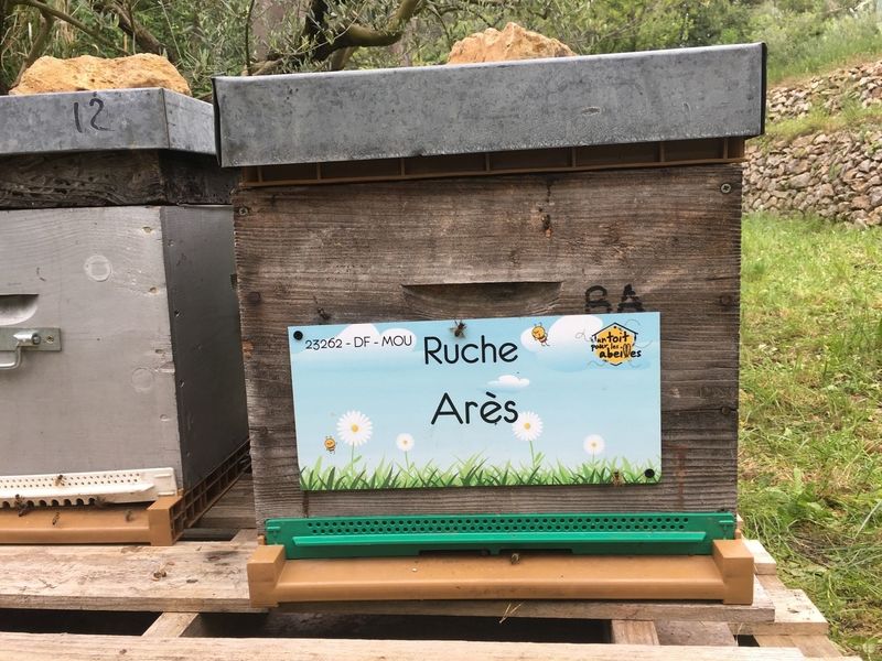 La ruche Arès