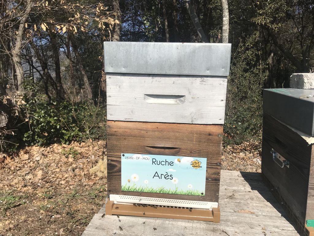 La ruche Arès