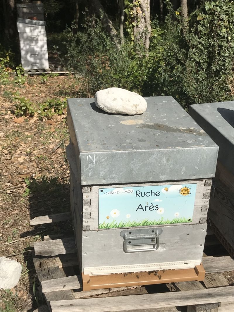 La ruche Arès