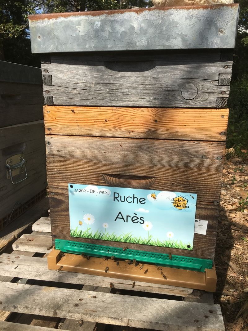 La ruche Arès