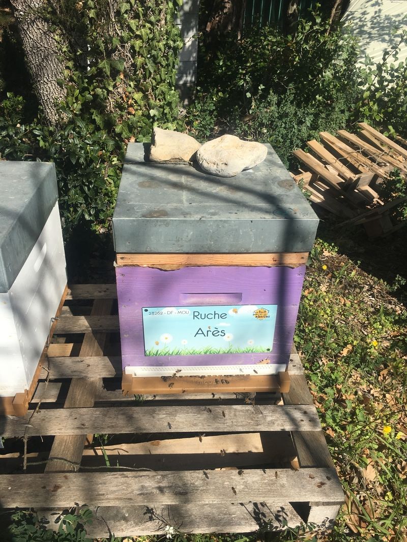 La ruche Arès