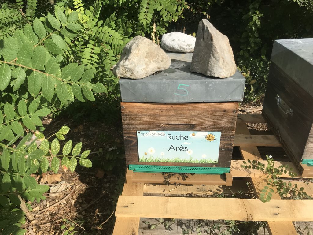 La ruche Arès