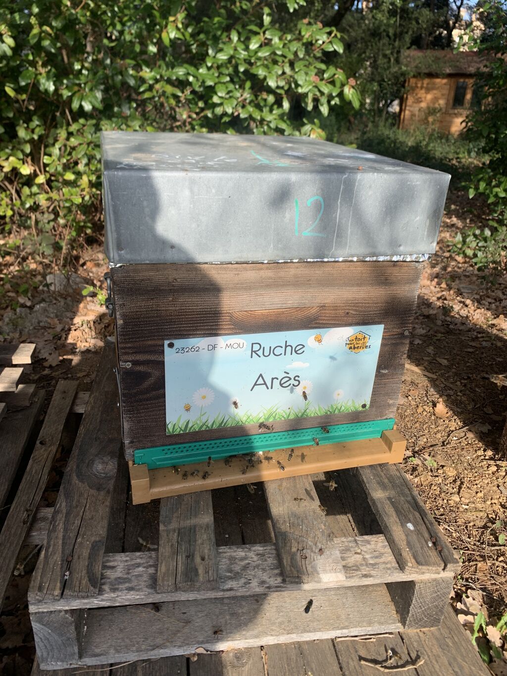 La ruche Arès