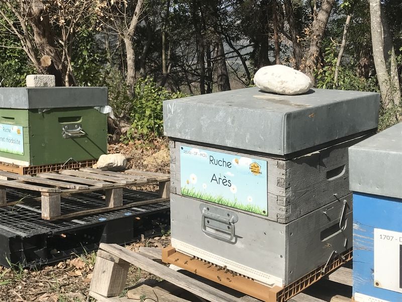 La ruche Arès