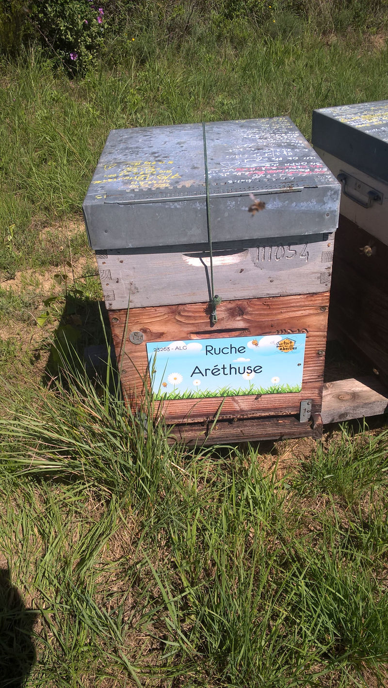 La ruche Aréthuse