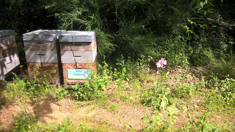 La ruche Aréthuse