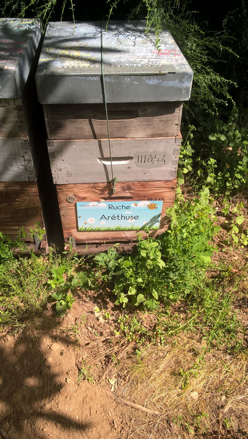 La ruche Aréthuse