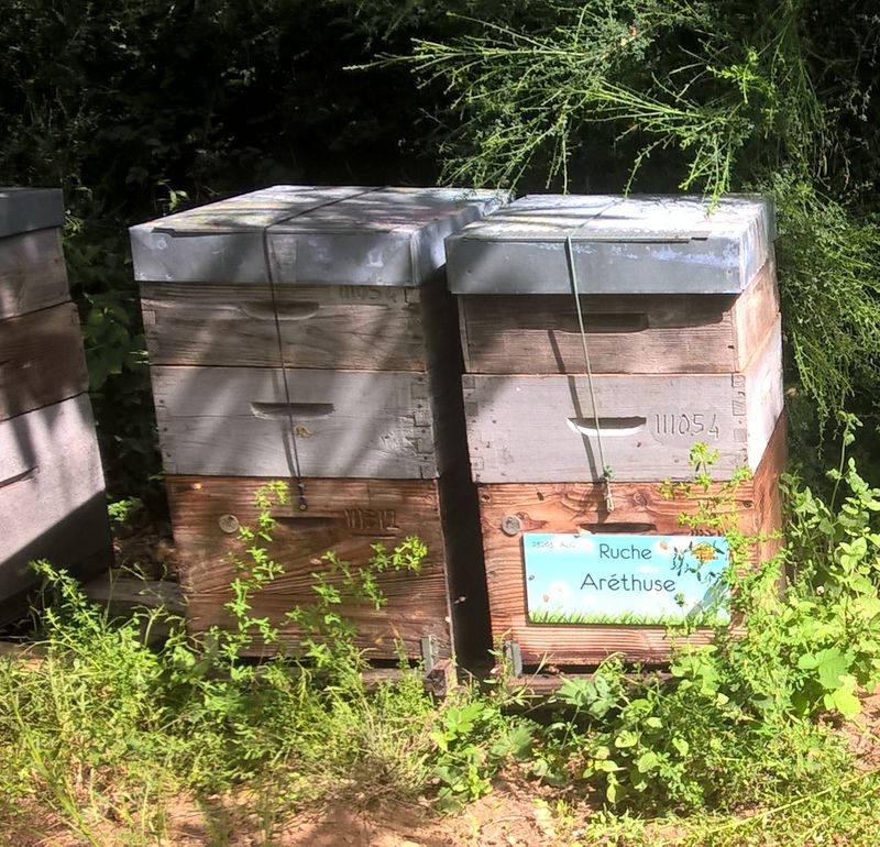 La ruche Aréthuse