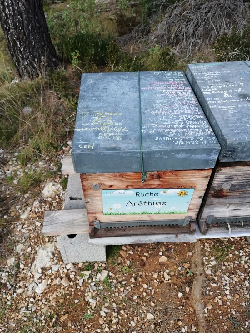 La ruche Aréthuse
