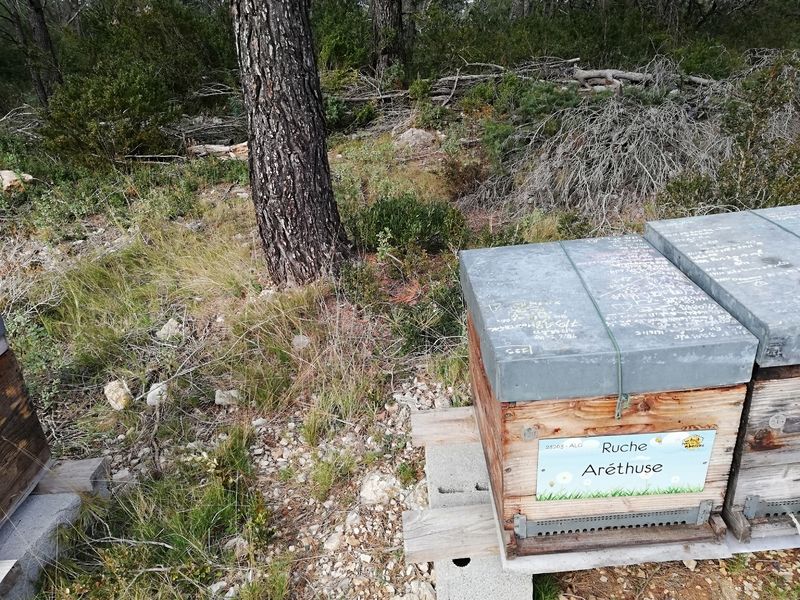 La ruche Aréthuse
