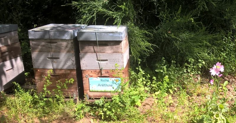 La ruche Aréthuse