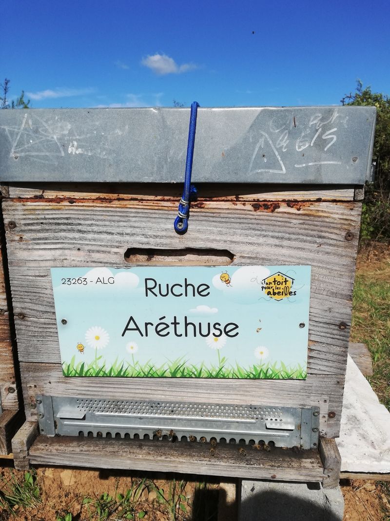 La ruche Aréthuse