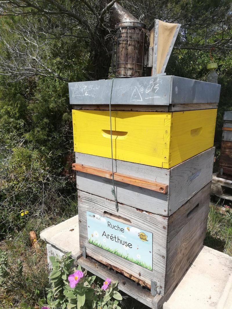 La ruche Aréthuse