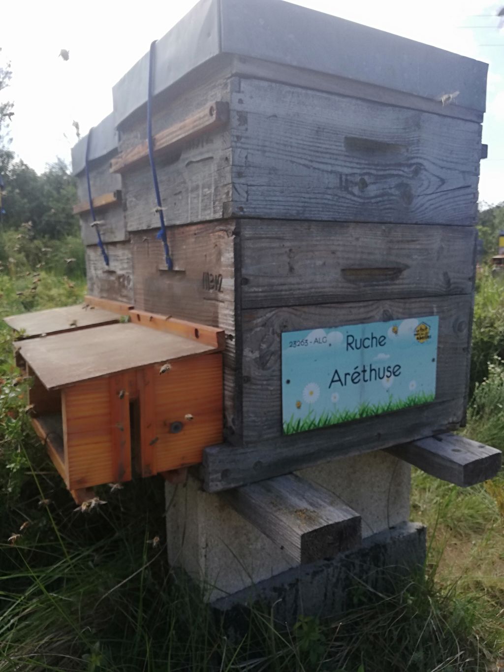 La ruche Aréthuse