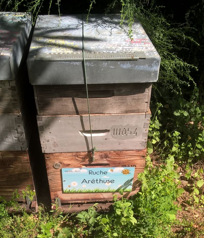 La ruche Aréthuse