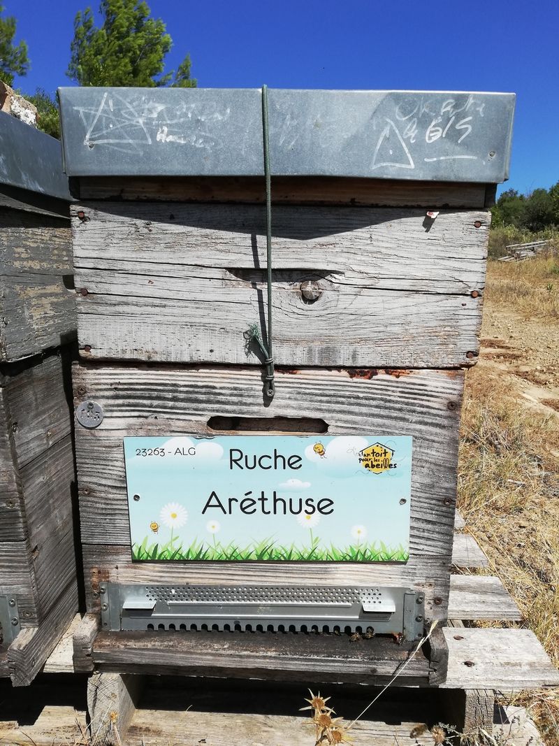 La ruche Aréthuse