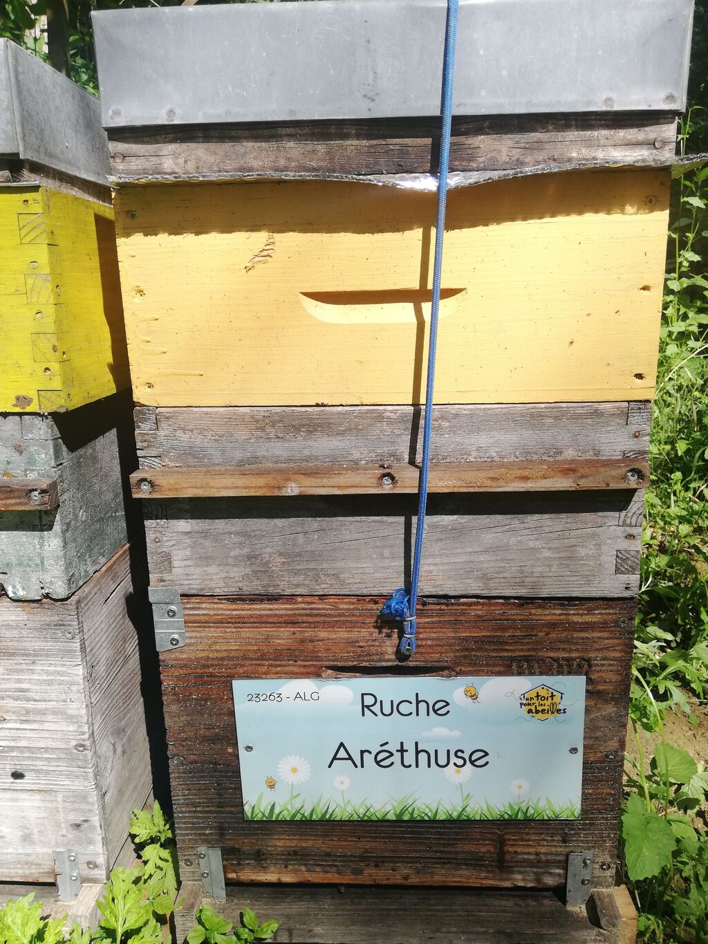 La ruche Aréthuse