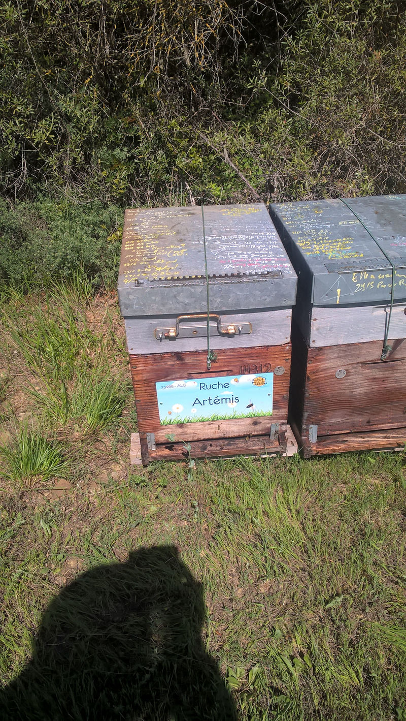 La ruche Artémis