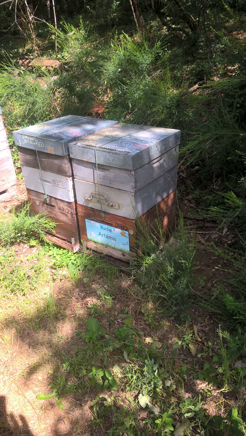 La ruche Artémis