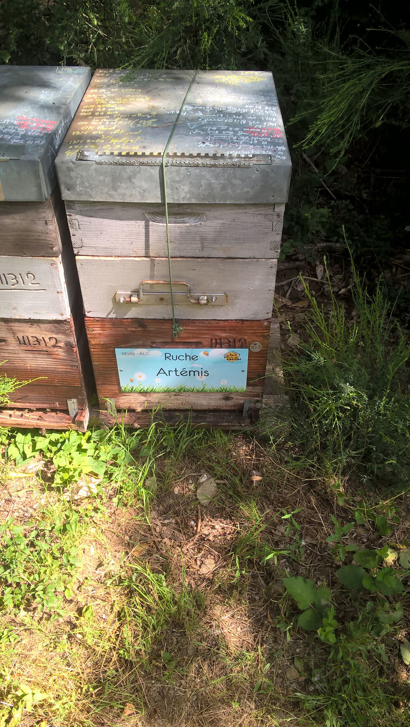 La ruche Artémis