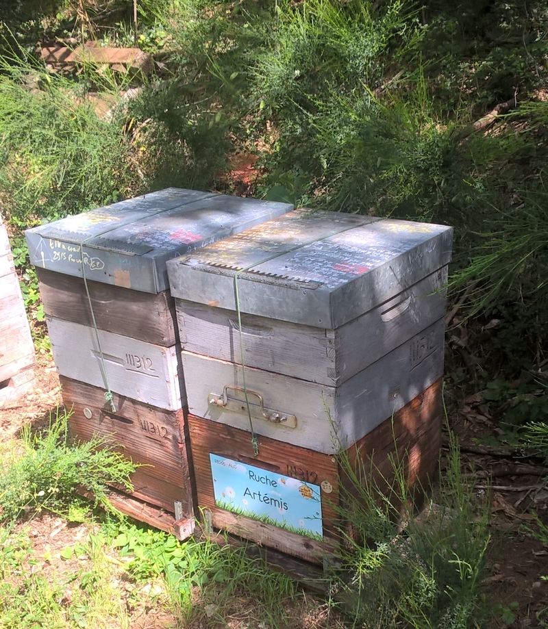 La ruche Artémis